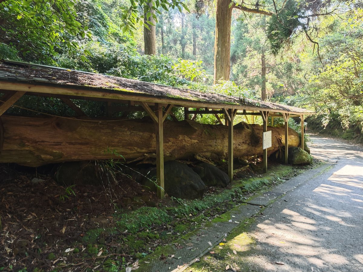 道ばたの屋根の下に置かれた大きな丸太
