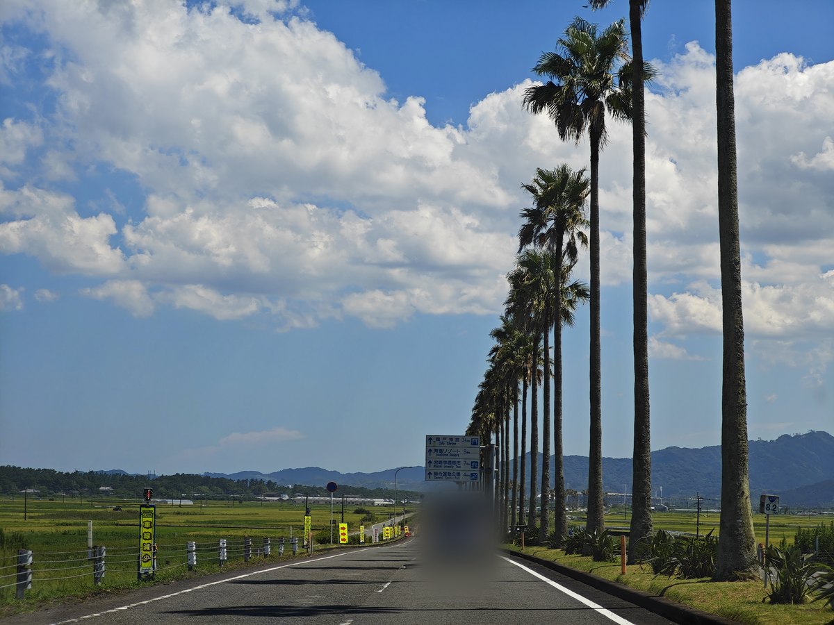 ヤシの木が並ぶ道